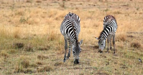 Two Zebras Grazing In The Field At Maasai Mara National Reserve In Kenya, Africa.