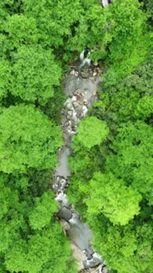 Fluss im Wald, Natur, Morgen, magische Luftlandschaft, Vertikales Video für soziale Medien