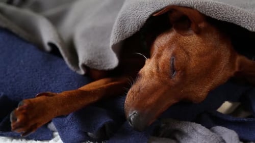 Sleeping Dog on the Couch