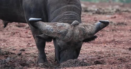 Buffle du Cap à cornes avec un pi-bœuf perché au Kenya, en Afrique de l'Est. Plan rapproché