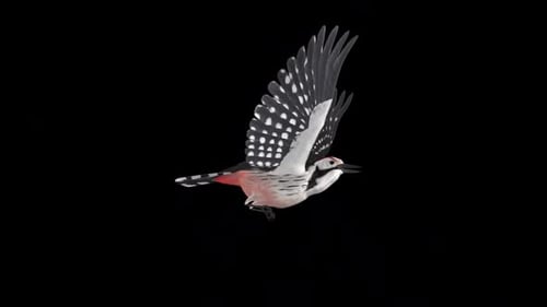 Woodpecker Bird - Black White - Flying Loop - Side View CU - Alpha Channel