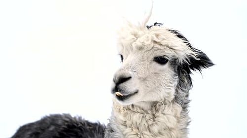 Close Up of a Llama Staring at the Camera