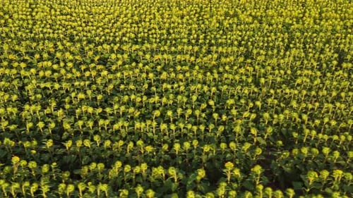 Golden Fields of Sunflowers in Full Bloom, buin, metropolitan region, Chile