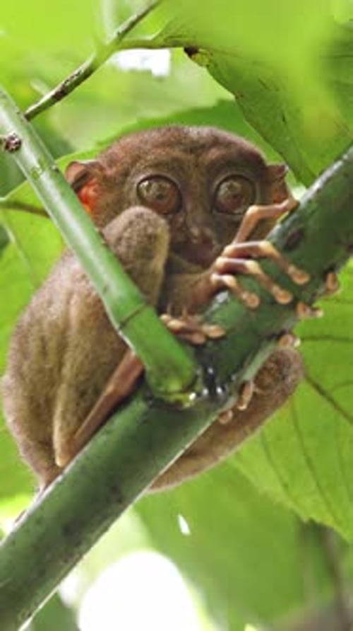 Le Tarsier au look unique. Vidéo verticale.