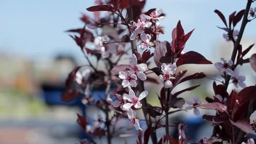 A Flowering Cistena Plum Tree Flutters in the Wind in the Springtime