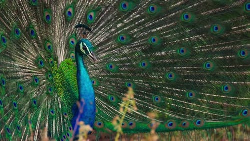Peacock Displaying its Plumage