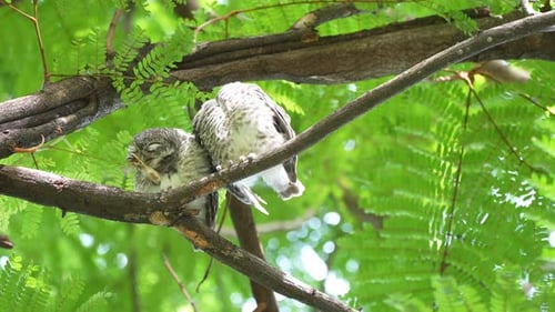 Close up view Couple of cute Spotted owlet stay branch of a tree and relax resting under big tree