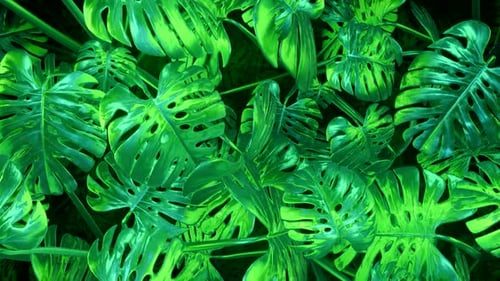 Vibrant Monstera Leaves in Lush Greenery