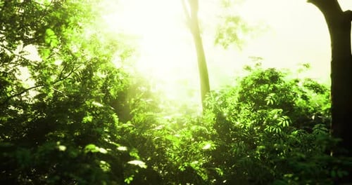 Sunlight Illuminating Lush Greenery in a Vibrant Forest During Morning Hours