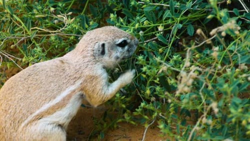 Slow motion shot of South African Ground squirrel feeding on a green bush. close-up side view.