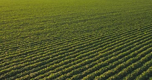 Aerial shot of green soybean crops field at agricultural farm.