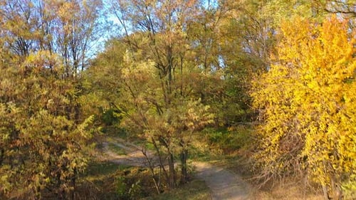 Aerial view over forest in autumn. Aerial drone view of colorful forest during autumn