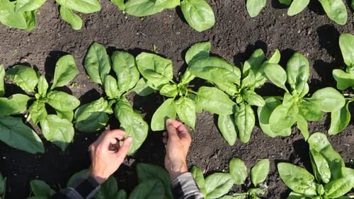 Growing spinach.