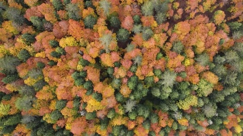 Autumn Forest