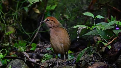 The Rusty-naped Pitta is a confiding bird found in high elevation mountain forests habitats, there a