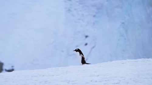 A Stunning Of Gentoo Penguins Standing On Rocky Shores In Frozen Antarctica Wilderness