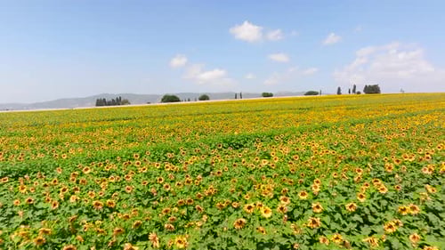 Sunflower field with rows of bright yellow large Sunflowers