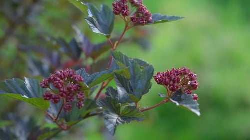 Physocarpus opulifolius avec fruits Diabolo Ninebark, arbuste à feuilles violettes, pousse dans un jardin en juillet