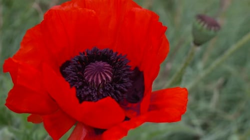 A Red Poppy Flower with a Dark Center Scarlet Poppies Flowers with Selective Focus Red Poppies in