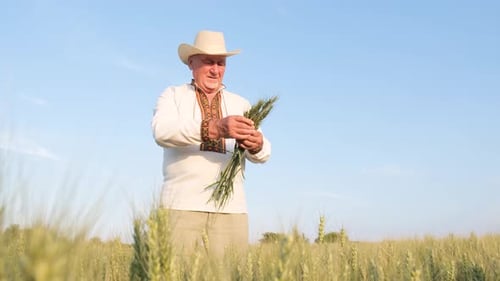 An Elegant Old Ukrainian Peasant is Holding Young Sprouts of Wheat in the Middle of a Field