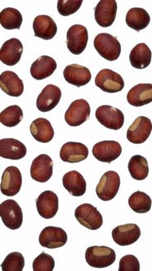 Vertical Falling Chestnuts on White