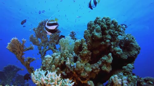 Underwater Beautiful Scene