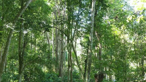 Tropischer Wald in wunderschöner Naturlandschaft. Üppiger immergrüner Dschungel mit dichten Regenwaldpflanzen