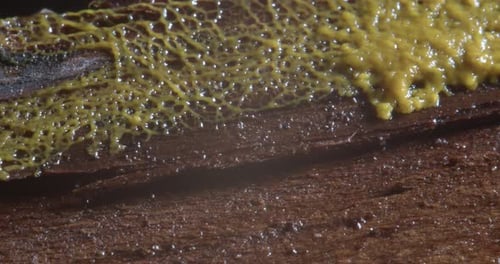 Yellow Slime Mold Growing on Wet Brown Wood