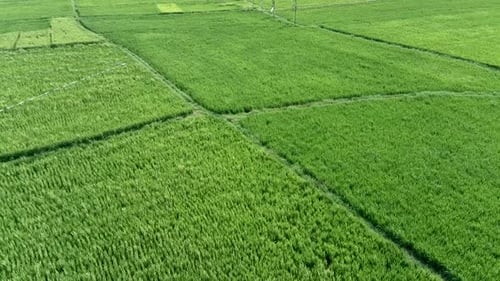 Background of green rice in rice fields. Aerial view of rice fields in the afternoon.