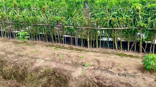 Dragon Fruit Plants Growing on Rural Farm