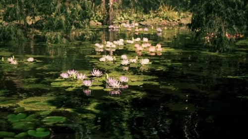 Serene Water Lilies Bloom in the Lush Jungle of Vietnam During Daylight