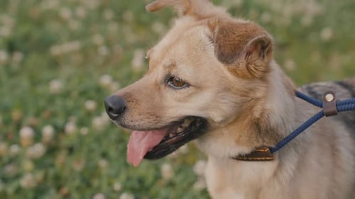 Pet dog playing in the park. Close up, static, slow motion. Sunny day, outdoor.