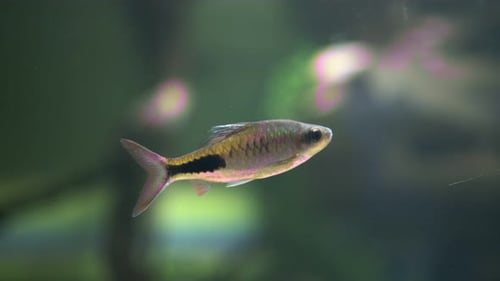 Aquarium with Fish Dark Blue Video with Marine Fish Oceanarium Relaxing Video with Large Sea Fish