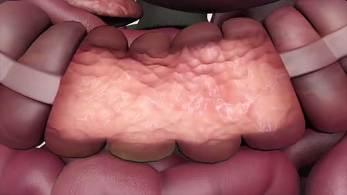 Detailed 3D illustration of human intestines anatomy