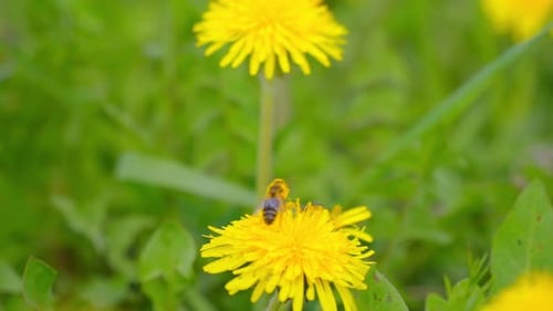Bee Collecting Pollen From a Bright Yellow Dandelion