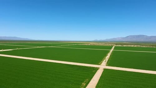 Wide revealing drone shot flying over a green filed of crops on a farm