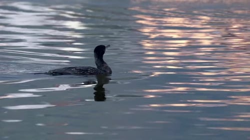Ein Kormoran, der in einem See herumschwimmt, bevor er zum Angeln taucht.