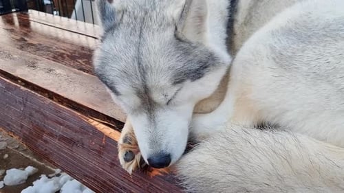 Nahaufnahme eines schlafenden sibirischen Husky-Hundes, der auf dem Dach einer Kabine liegt