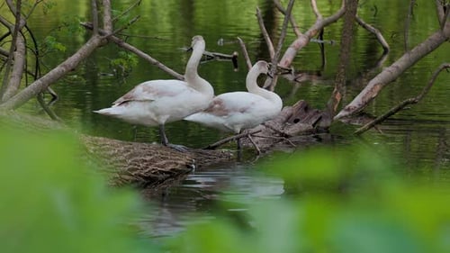 Beautiful white swans preen their feathers, drink water from the lake, swim around the lake.