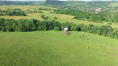 Aerial View of Grazing Cows, Livestock in a Green Meadow, Pasture