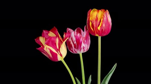 Opening Red and Yellow Tulips on Black Background