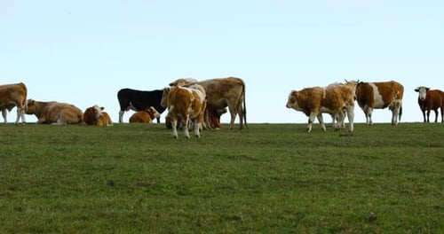 A herd of cows grazing on a hill during a sunny autumn day.