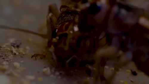 Close up video of a pair of crickets in a cricket farm in Cambodia