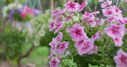 Hanging Pots with Blooming Petunias in a Garden