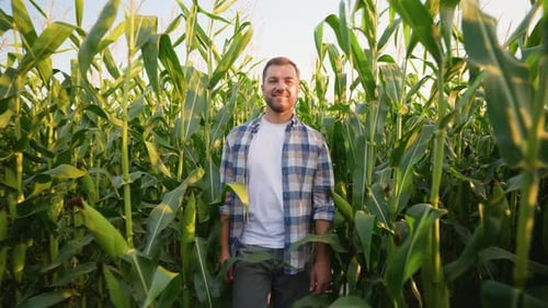 Smiling Young Farmer Standing in a Green Cornfield at Sunset