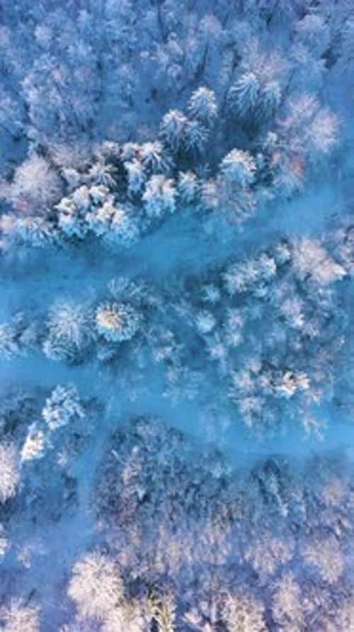 Winter Forest Aerial TopDown View Vertical Video
