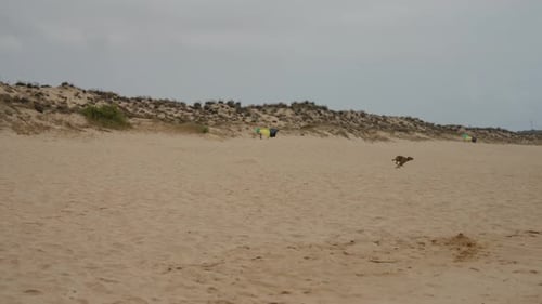 Whippet Dog Racing am Strand