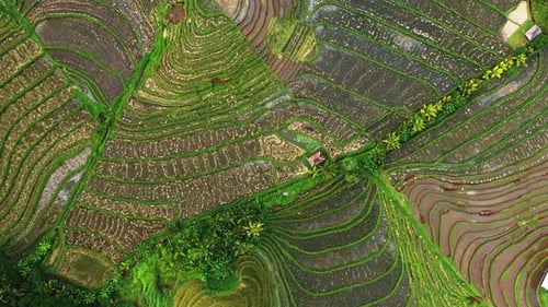 Green Rice Fields on Bali Drone View