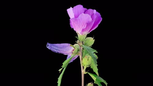 Blooming Purple Flower Opens in Time Lapse
