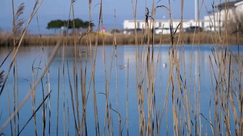 Calm lake with ducks on water through reeds blowing in wind